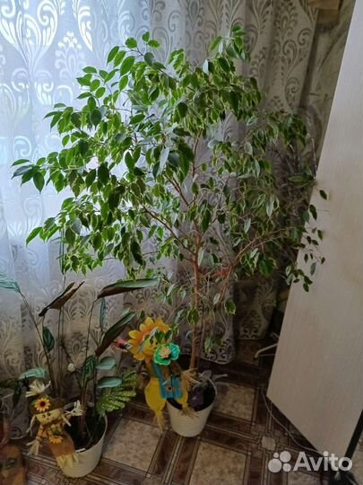 Фикус Бенджамина