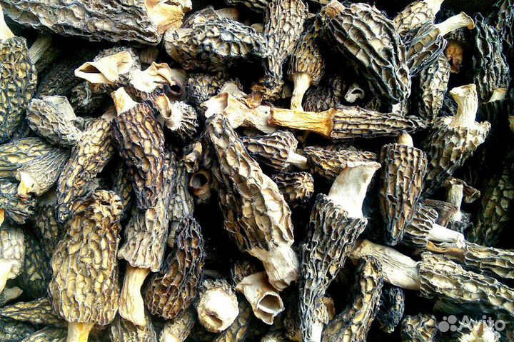 Сушеные конические сморчки