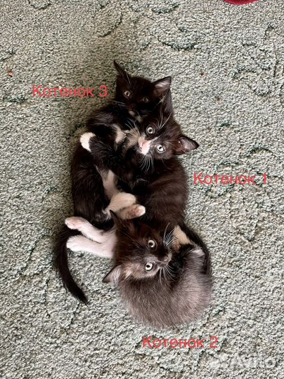 Котята в добрые руки