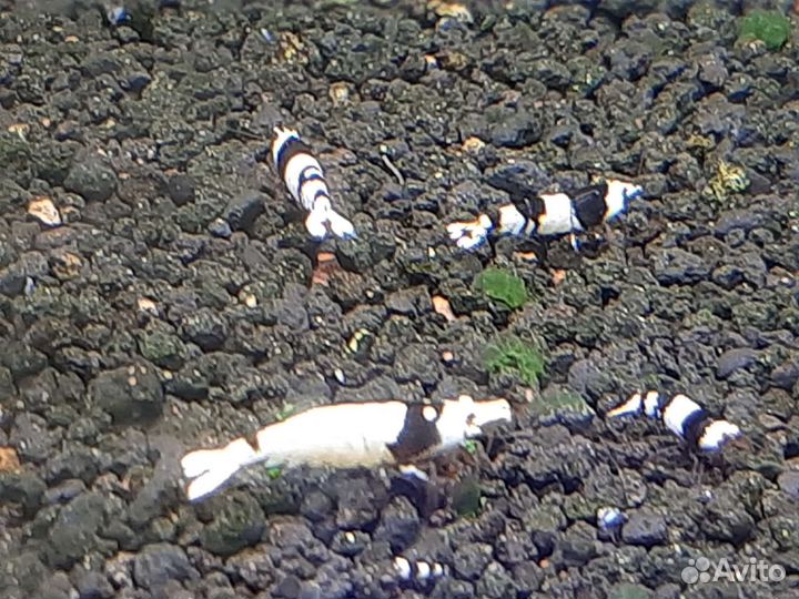 Креветки кристаллы PBL