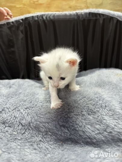 Белые котята