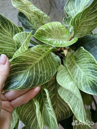 Филодендрон биркин