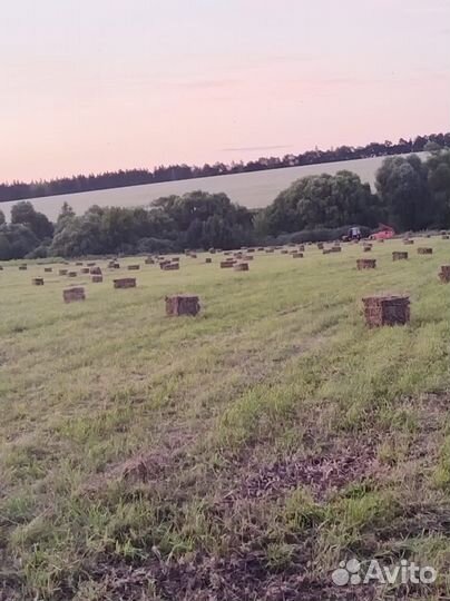 Люцерна в тюках