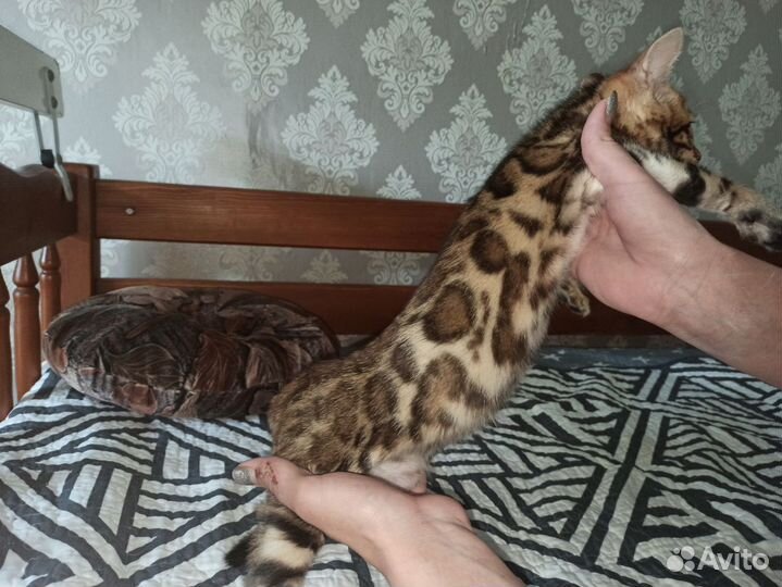 Бенгальская