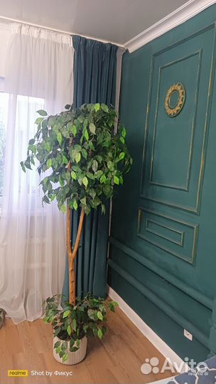 Фикус бенджамина