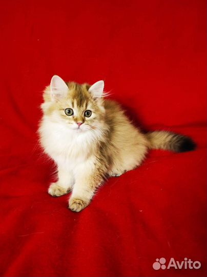 Британская длинношерстная золотая шиншилла