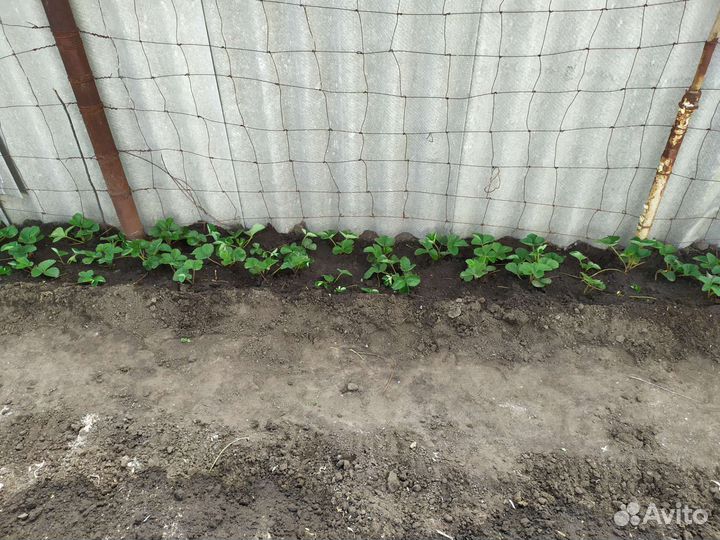 Кусты клубники садовой