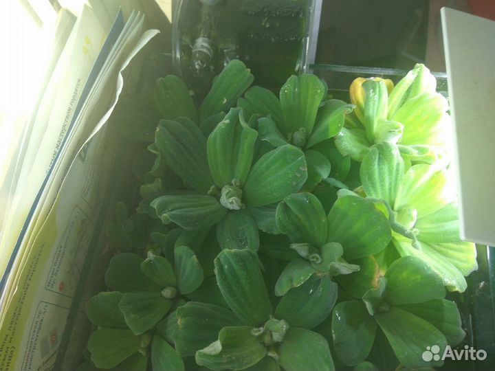 Пистия крупненькая и лимнофила