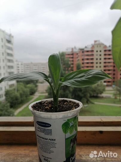 Спатифиллум Сенсация