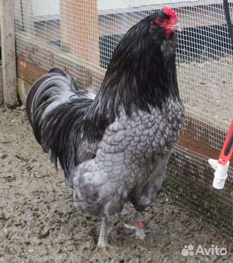 Петух амераукана