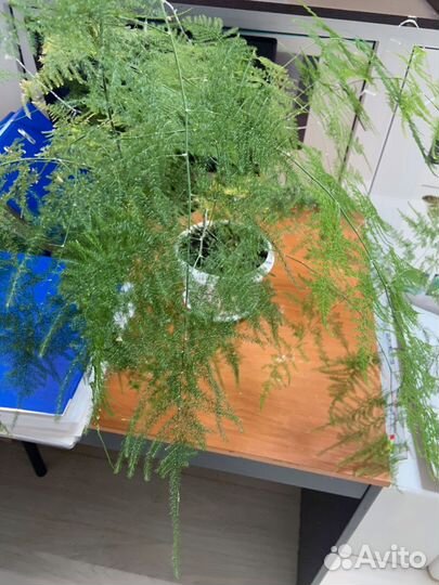 Аспарагус и фикус бенджамина