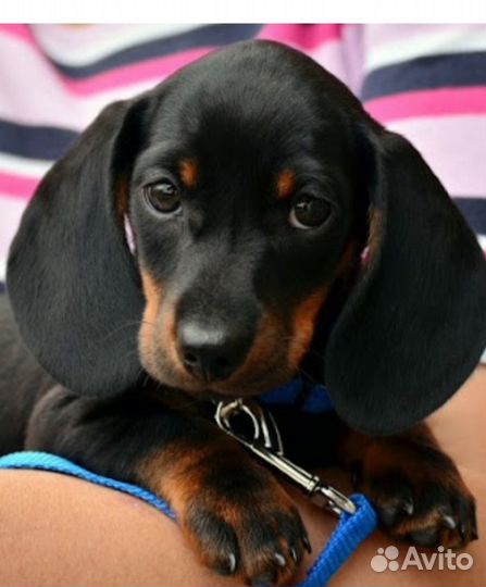 Щенки таксы