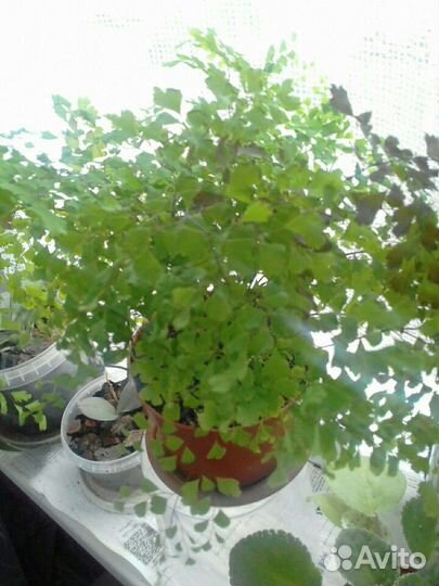 Растение Венерин волос