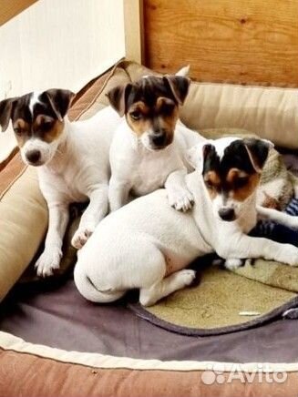 Щенки джек рассел терьер