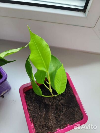 Сортовые фикусы