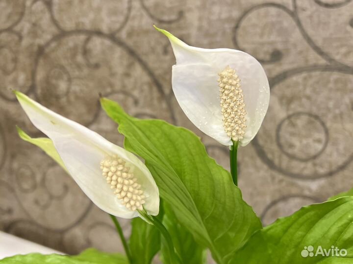 Спатифилум цветок женское счастье