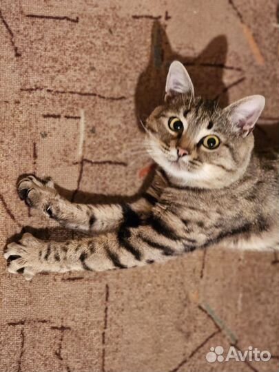 Котик в добрые руки