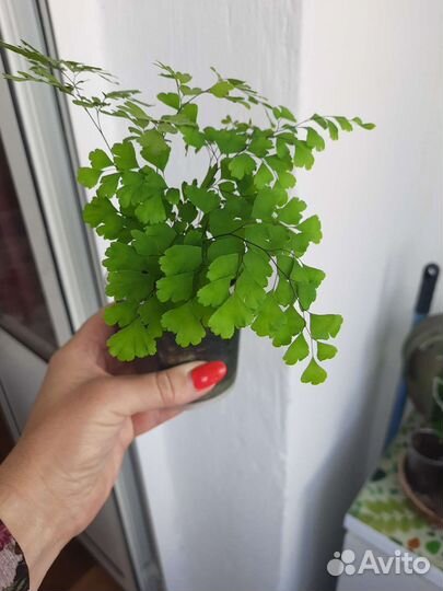 Венерин волос