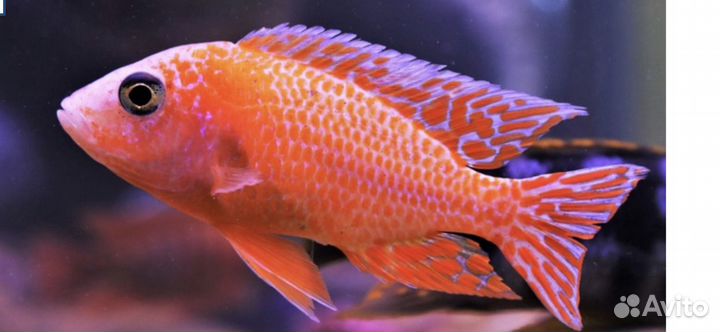 Цихлиды,геофагусы 3 вида,фронтоза