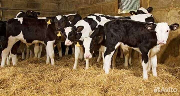 Бычки телята отборные