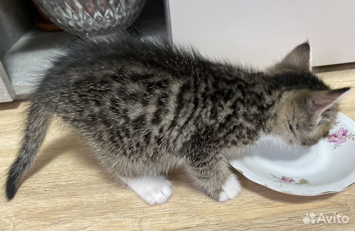 Котенок ищет дом