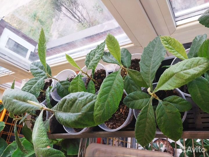 Мушмула японская саженцы