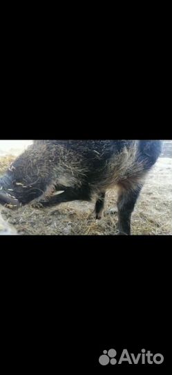 С/х животные