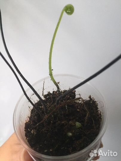 Папоротник венерин волос