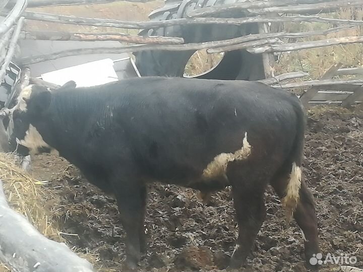 3 тёлки 1 бычек