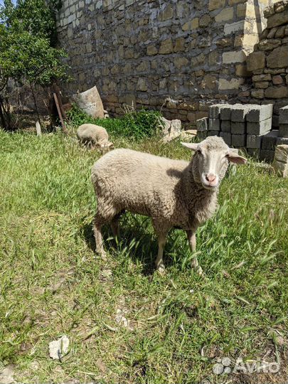 Овцы бараны
