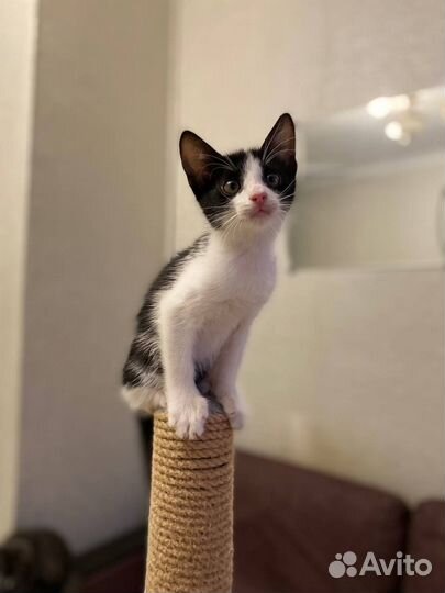 Кошка милашка