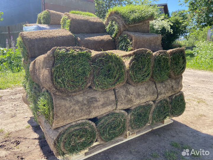 Рулонный газон