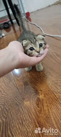 Вислоухий котенок мальчик