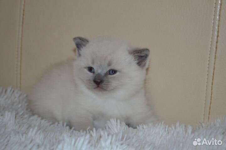 Шотландские вислоухие котята