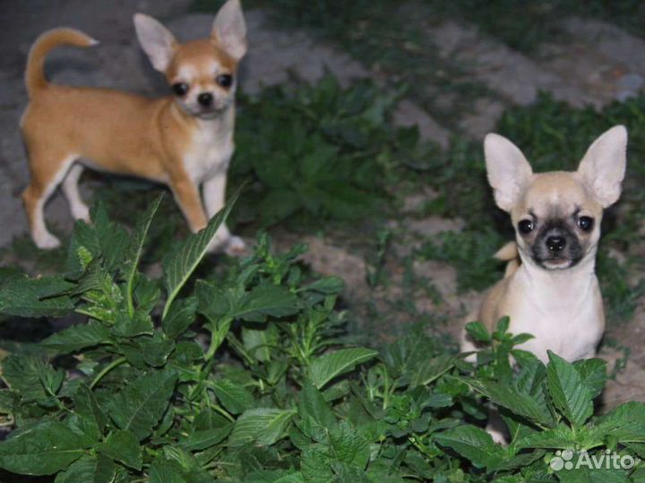 Щенк чихуахуа девочка