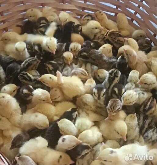 Перепела суточные