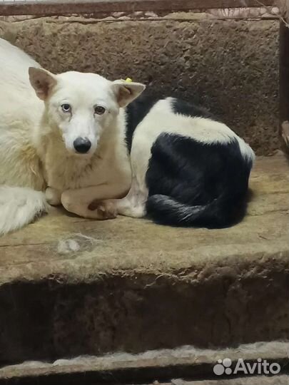 Собаки из отлова