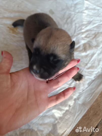 Щенки Американской акиты