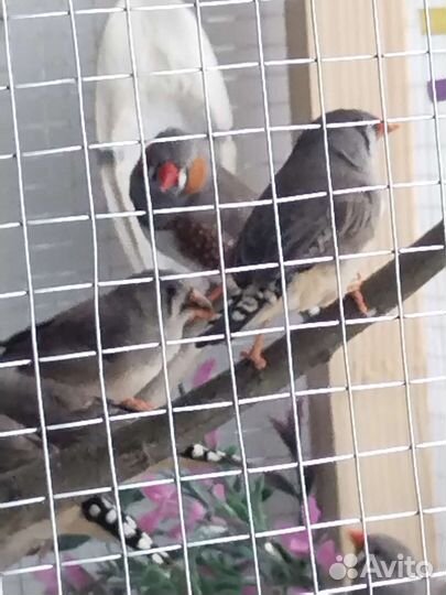 Зебровые амадины