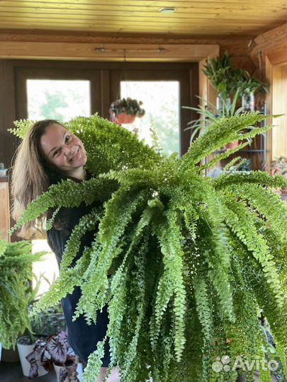 Комнатеые цветы (отводки)