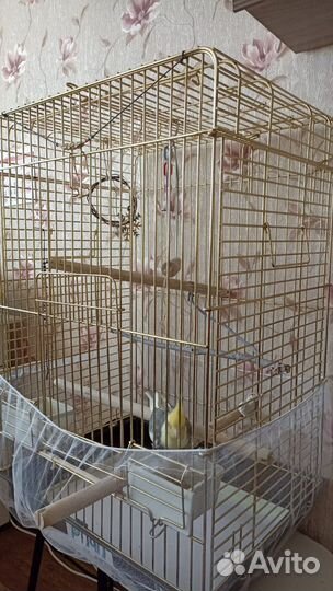 Попугай корелла с клеткой