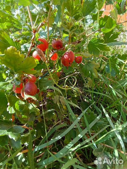 Растения для сада