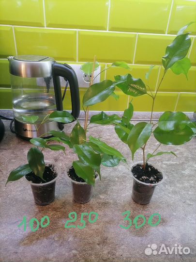 Фикус реджинальд