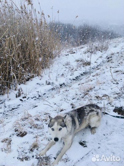 Хаски-ротвейлер