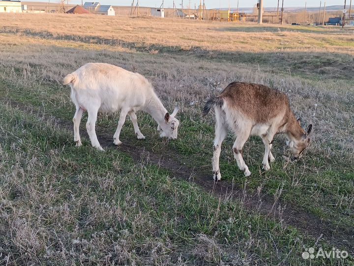 Коза дойная