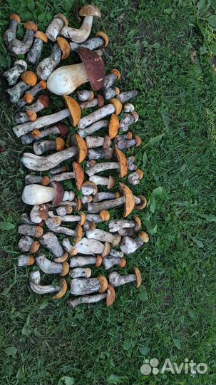 Грибы подосиновики