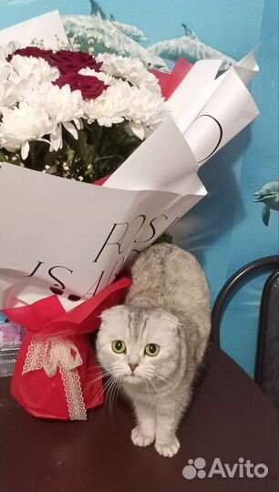 Кошка вислоухая