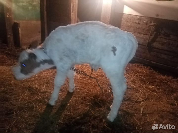 Продам телятину