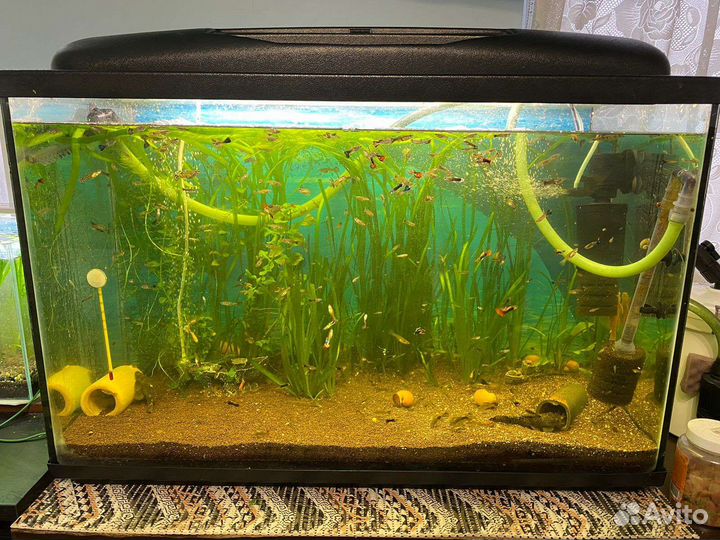 Аквариумные рыбки гуппи