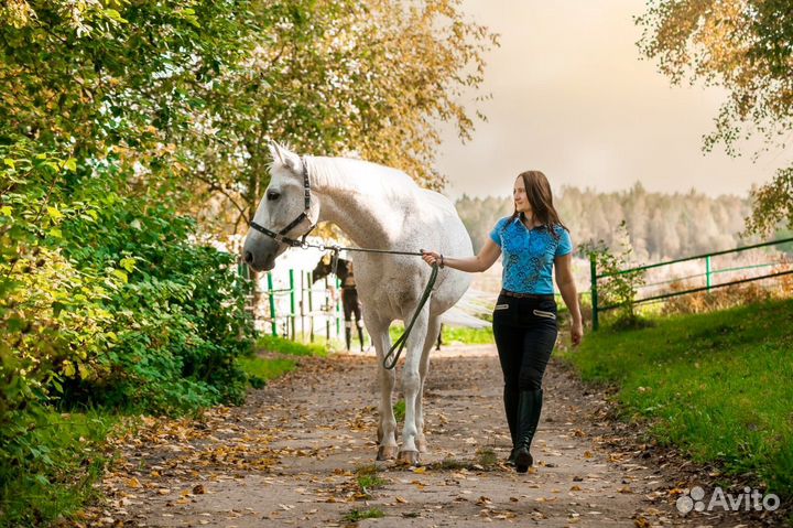 Мерин для любви и попокатания